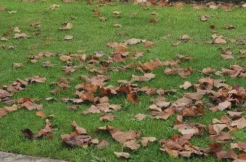 Notaire  Nelly LE CLERC